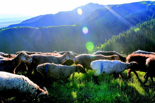 夏牧场暖羊羊