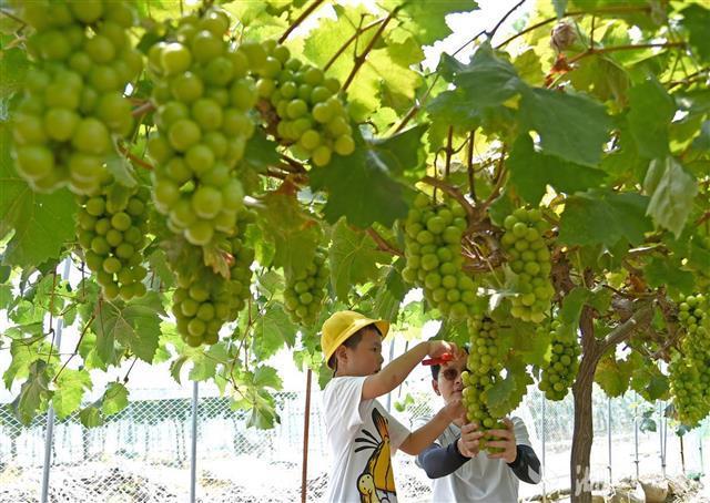 武汉市民采摘地理标志葡萄