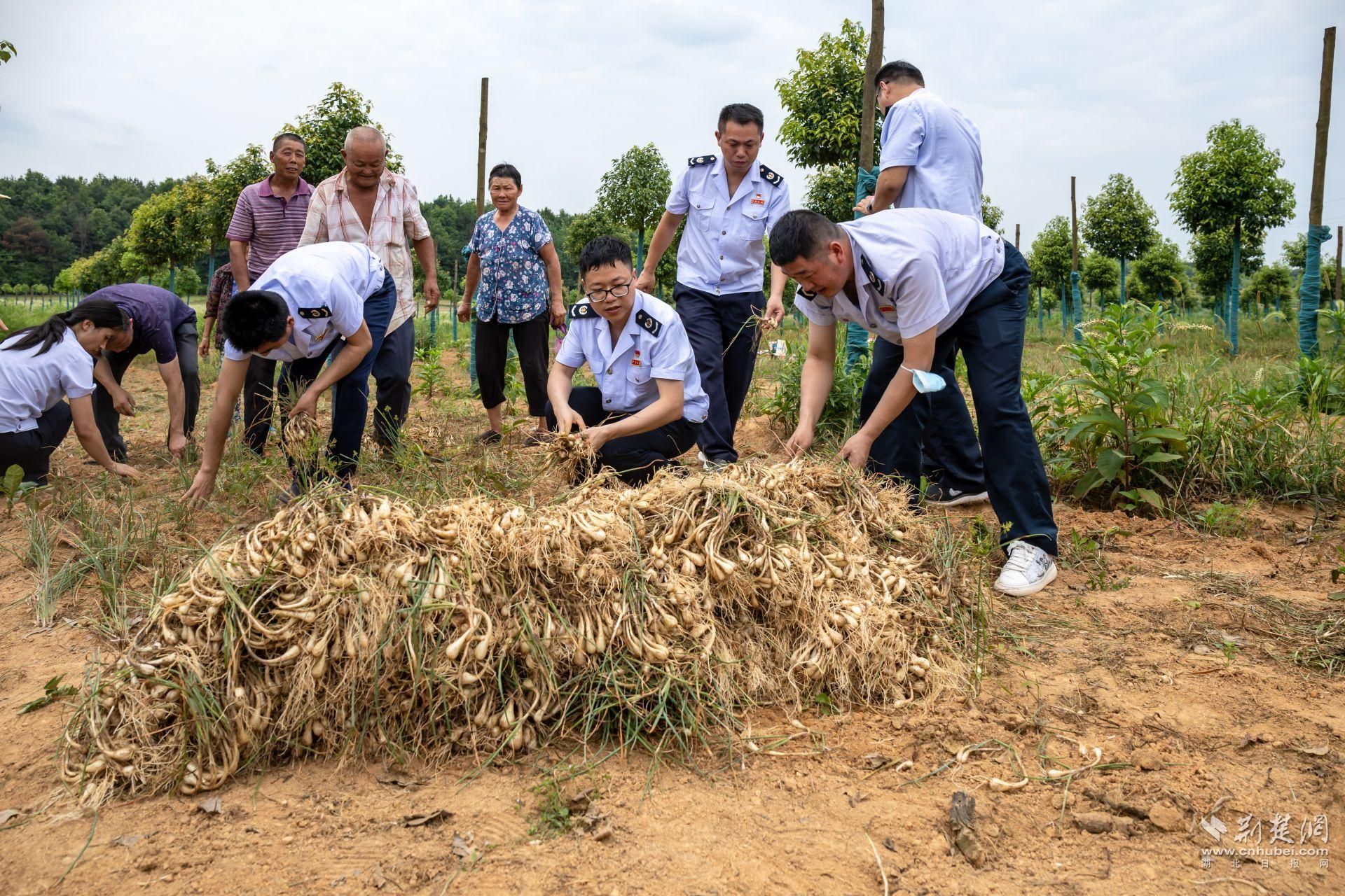 武汉江夏区税务局引领特色农产品走出滞销困境