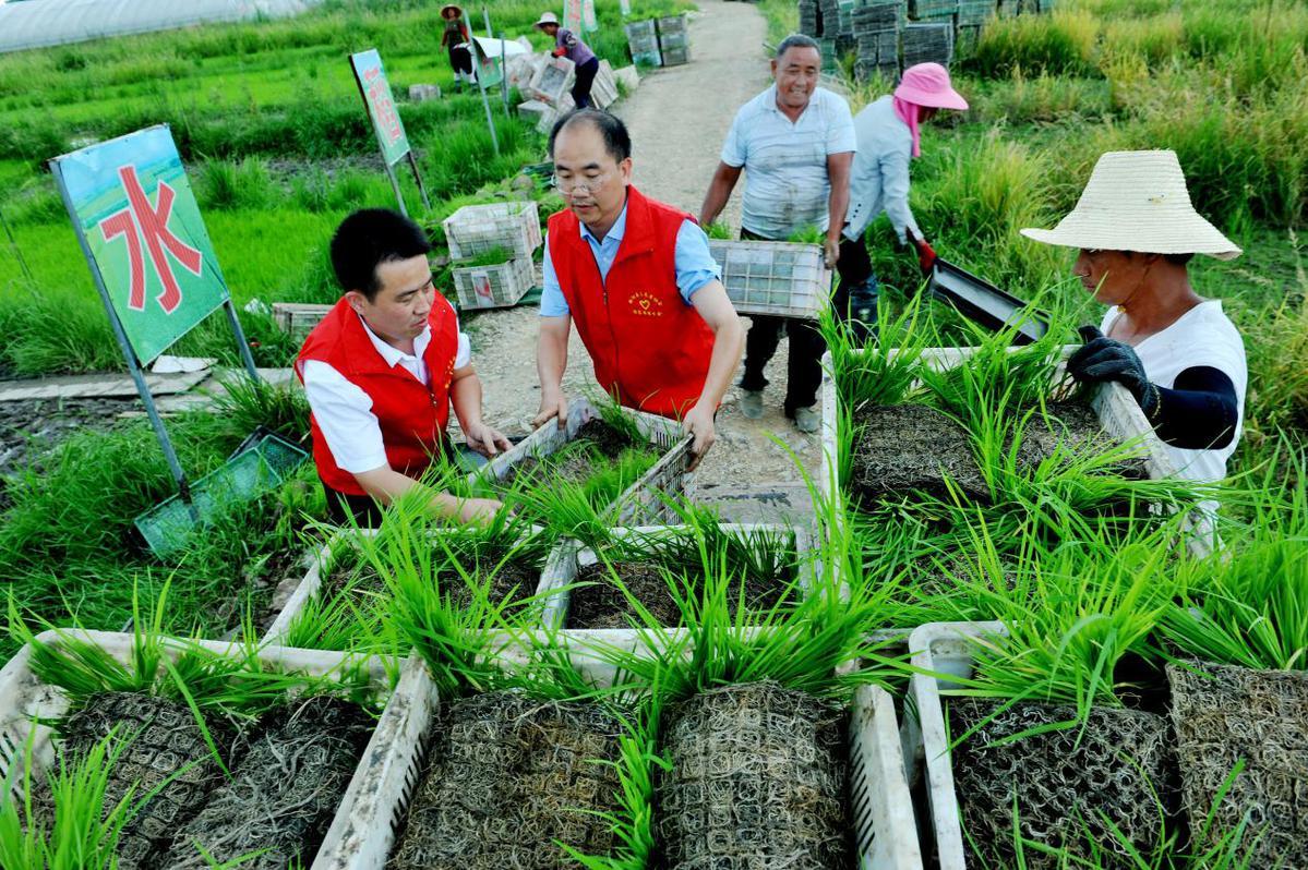 2021年7月25日,江西省鄱阳县谢家滩镇党员干部正在该镇泥湾村帮助农户