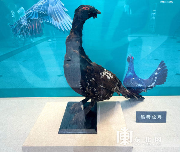 来省博物馆看国家一级重点保护鸟类黑嘴松鸡