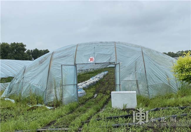 黑龙江26个畜牧县治污设施升级改造 畜禽粪污综合利用率80.1%