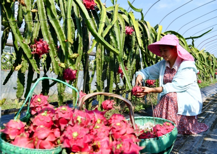 湖北通城：农业产业振兴让农民端上“金饭碗”