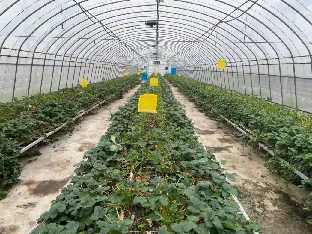 北京市农业技术推广部门提醒：草莓苗精心呵护有措施