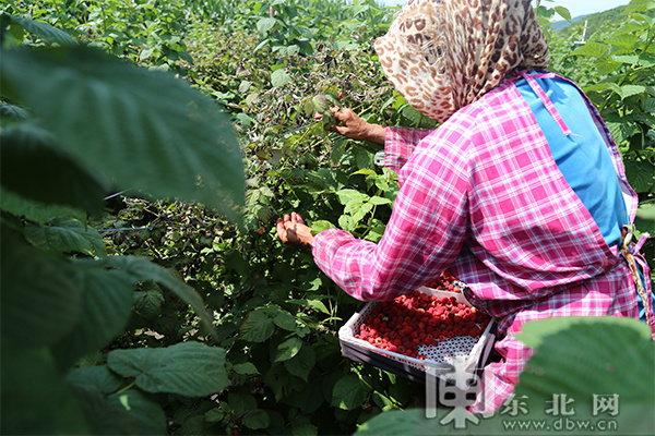 冰城树莓种植户变身农业经纪人  助力乡村振兴