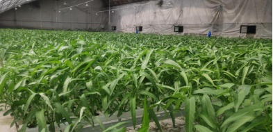 日光温室营养液膜水培叶菜实现周年生产