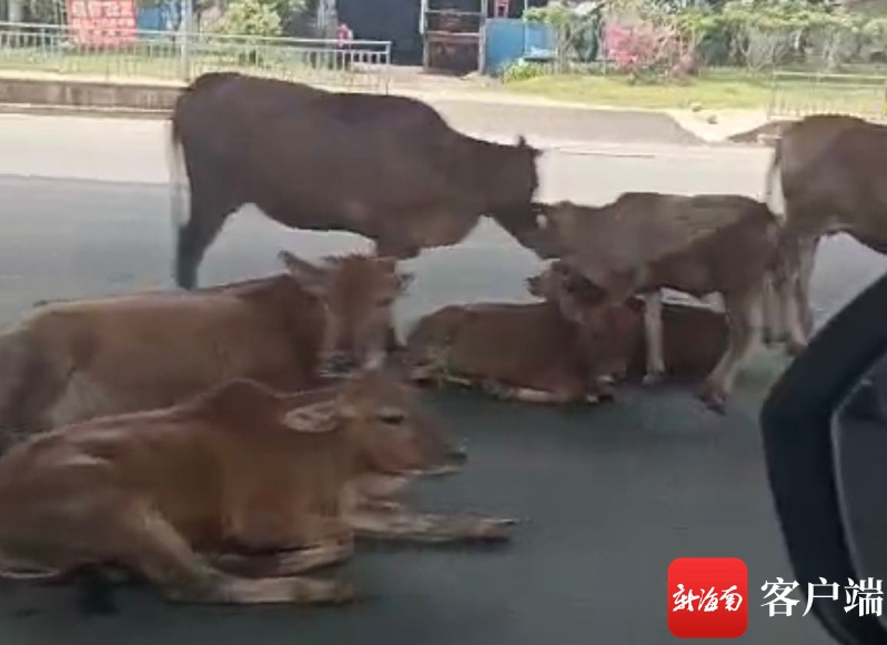 交通拍客丨惊险！海口一群牛误闯到机动车道上