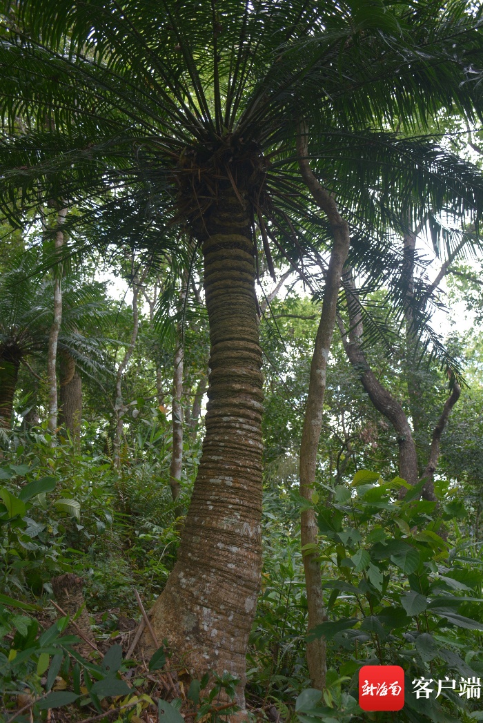 海南热带雨林国家公园宣传片亮相央视《大美中国》栏目