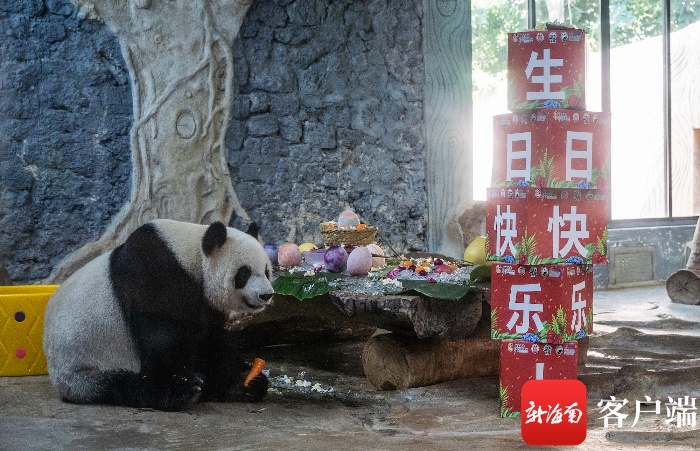 盲盒惊喜、五彩冰糕、鲜花浴……海南熊猫兄弟贡贡和舜舜的生日礼物很时尚！