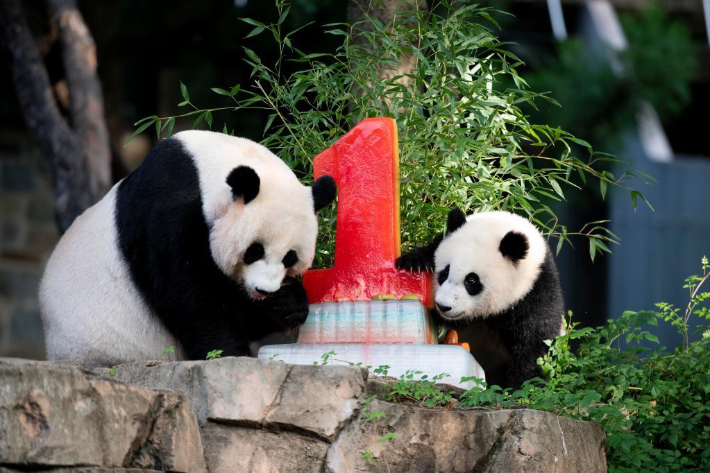 全球连线 | 华盛顿大熊猫宝宝“小奇迹”一周岁啦！来看看它那些可爱的“第一次”