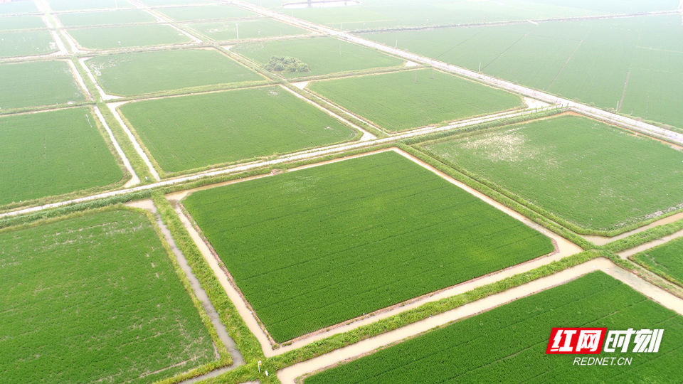 衡阳县：高标准农田建设跑出乡村发展“加速度”