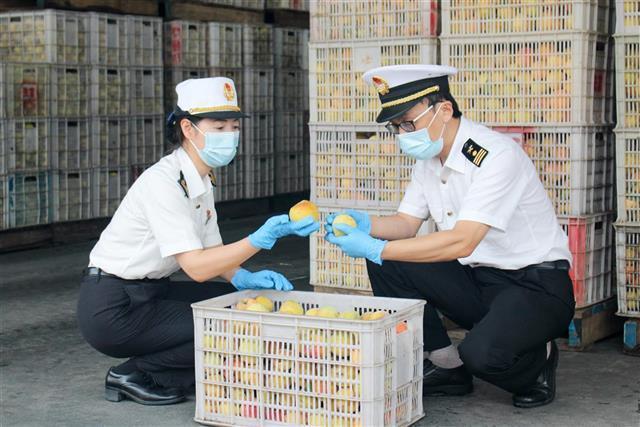 武汉海关助力 黄桃罐头海外订单猛增