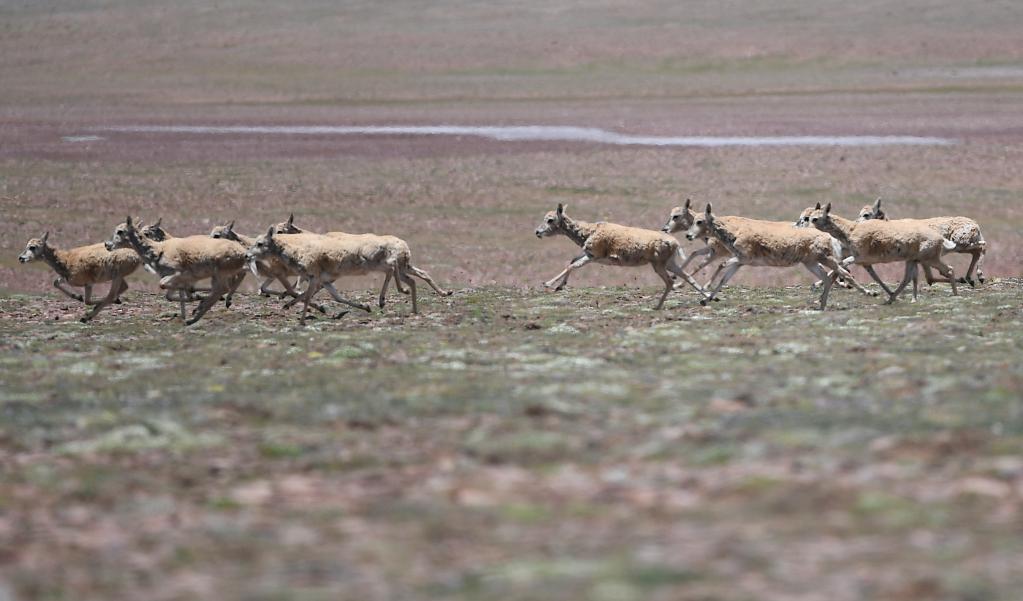 可可西里藏羚羊数量“涨”至7万多只
