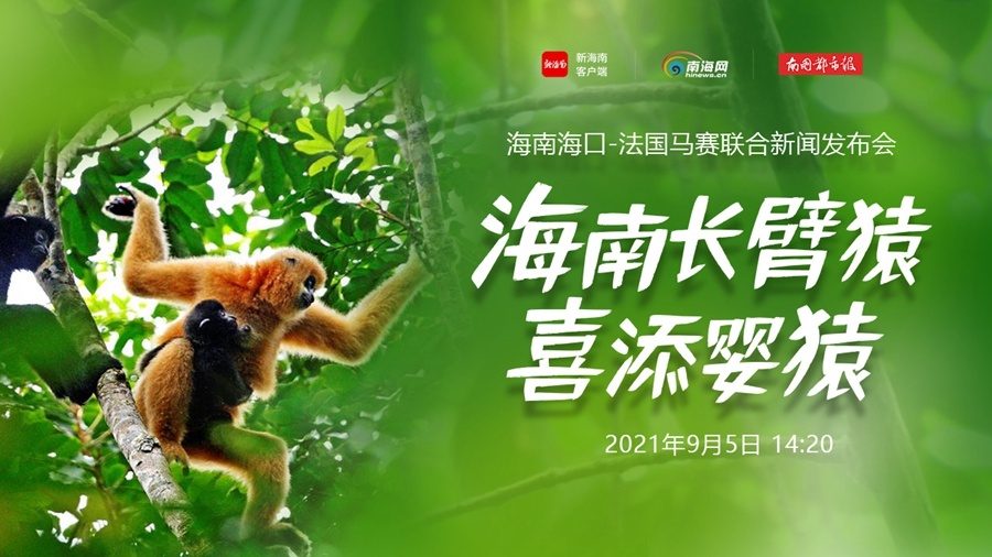 直播预告 | 海南长臂猿喜添婴猿 海南热带雨林国家公园全媒体平台直播发布会