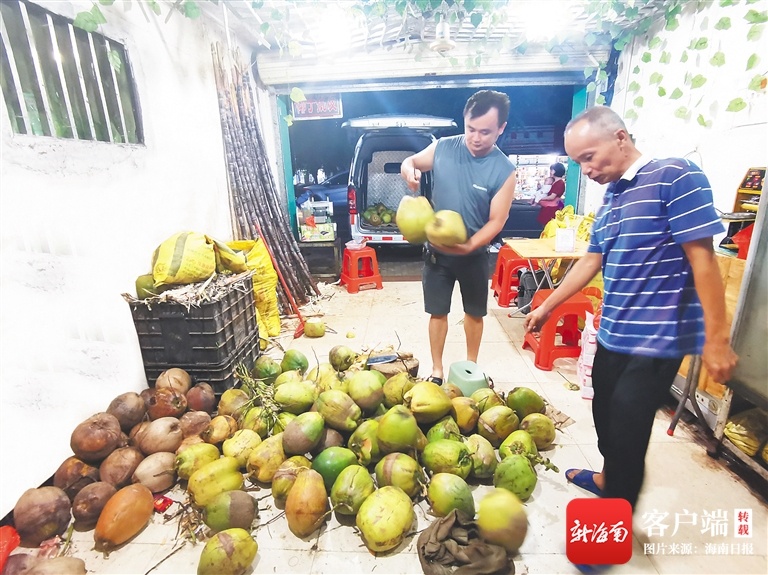 什么时候能实现“椰子自由”？海南椰子价格有望11月回落