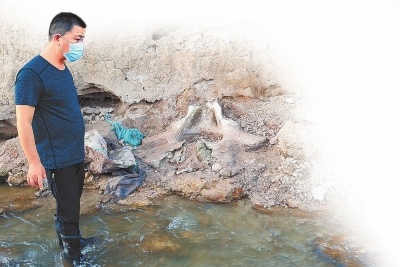汝州发现古象盆骨化石