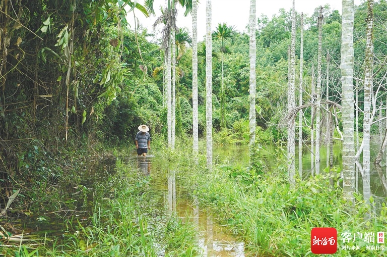 三亚高峰医院项目旁，土方堵塞河道，致雨水淹经济林