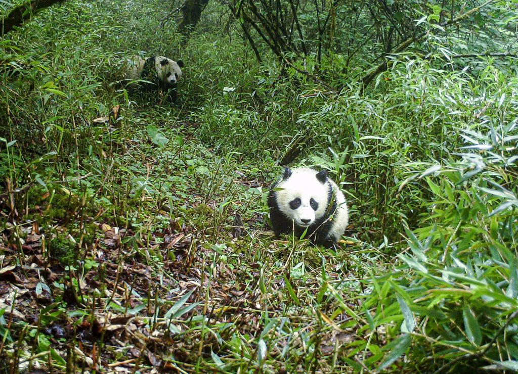全球连线 | 保护生物多样性的“中国案例”获多国生态专家点赞