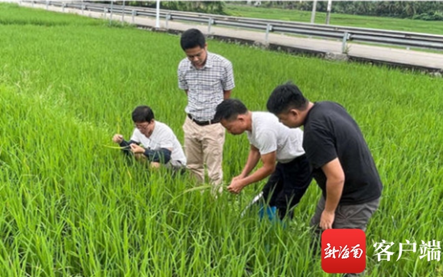 雨季频繁水稻病虫害易流行 三亚农技专家向农户支招