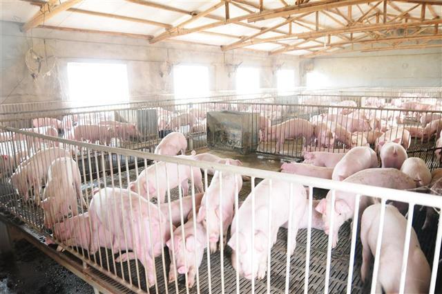 强化生猪产能区间调控 生猪存栏稳定在2400万到2600万头区间