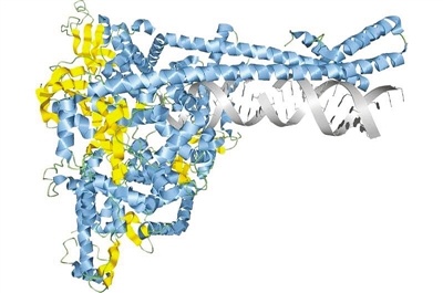 新冠病毒rna复合体模型.     图片来源:物理学家组织网
