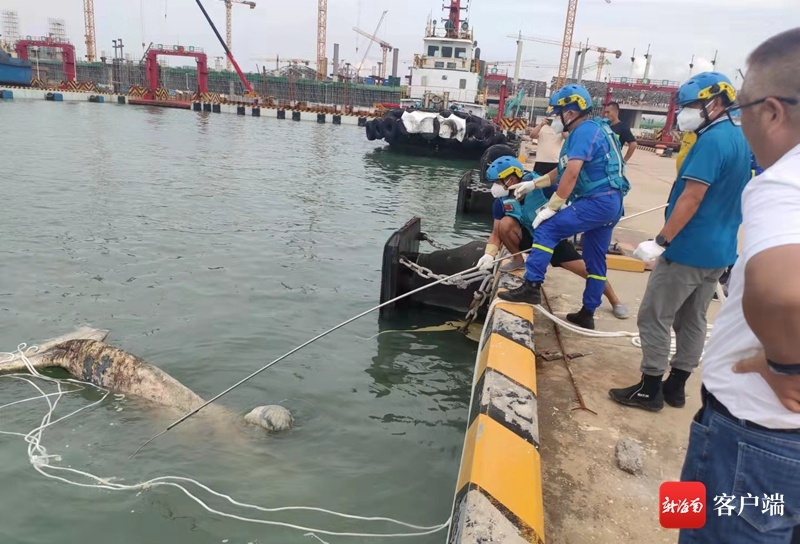 事发海口，一鲸鱼尸体被“卡”新海港码头待建泊位