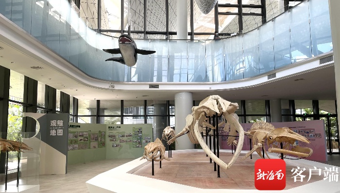 13米长的“须鲸”来中国（海南）南海博物馆了！