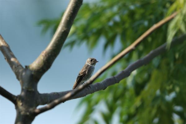 淮滨淮南湿地发现乌鹟幼鸟 为该地新鸟种