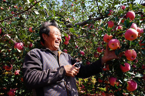中国农民丰收节 | 第十五届中国（灵宝）苹果文化节9月29日举办 邀您来品尝