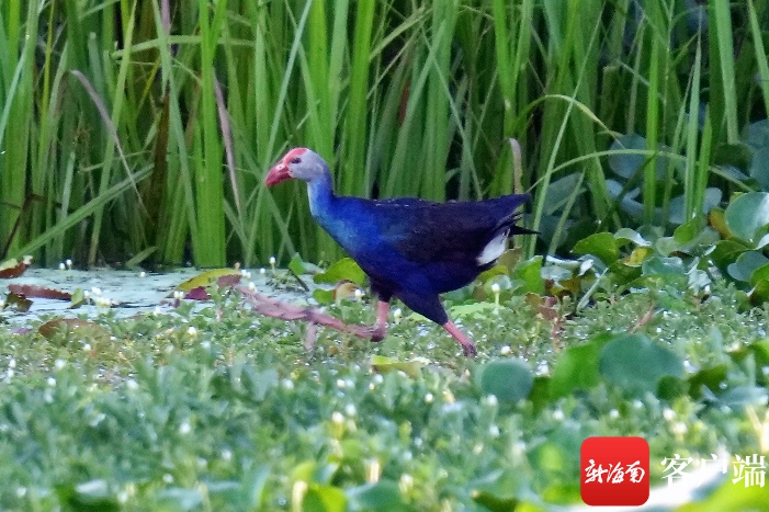 紫水鸡棉凫等珍稀鸟类在海南“现身” 离不开这群人的努力