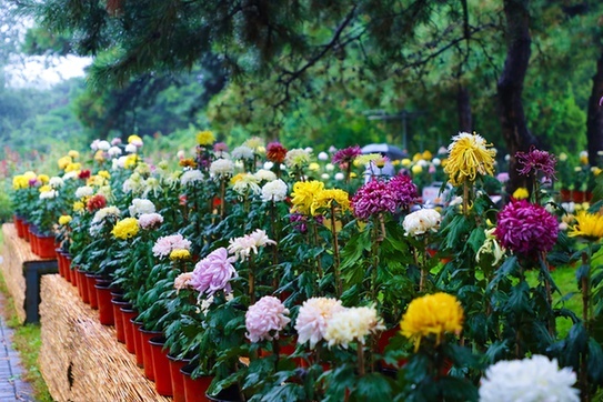 多头菊、悬崖菊、茶香月季……金秋时节来北京植物园赏花