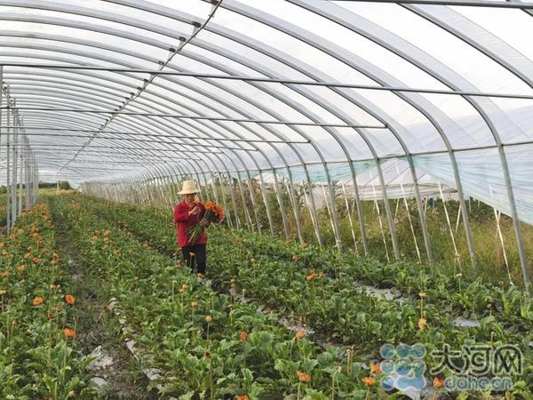 鲜花铺就致富路！叶县一个村200多人在全国做鲜花生意