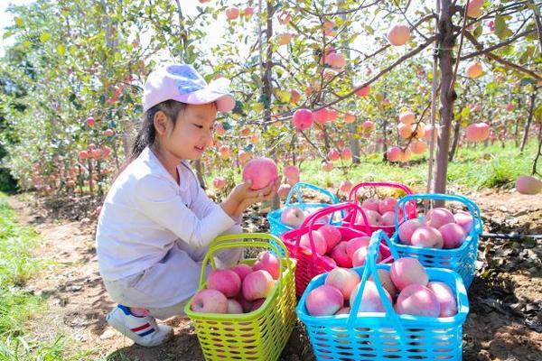 等你来摘！洛宁县上戈苹果文化节暨2021年农民丰收节明日开幕