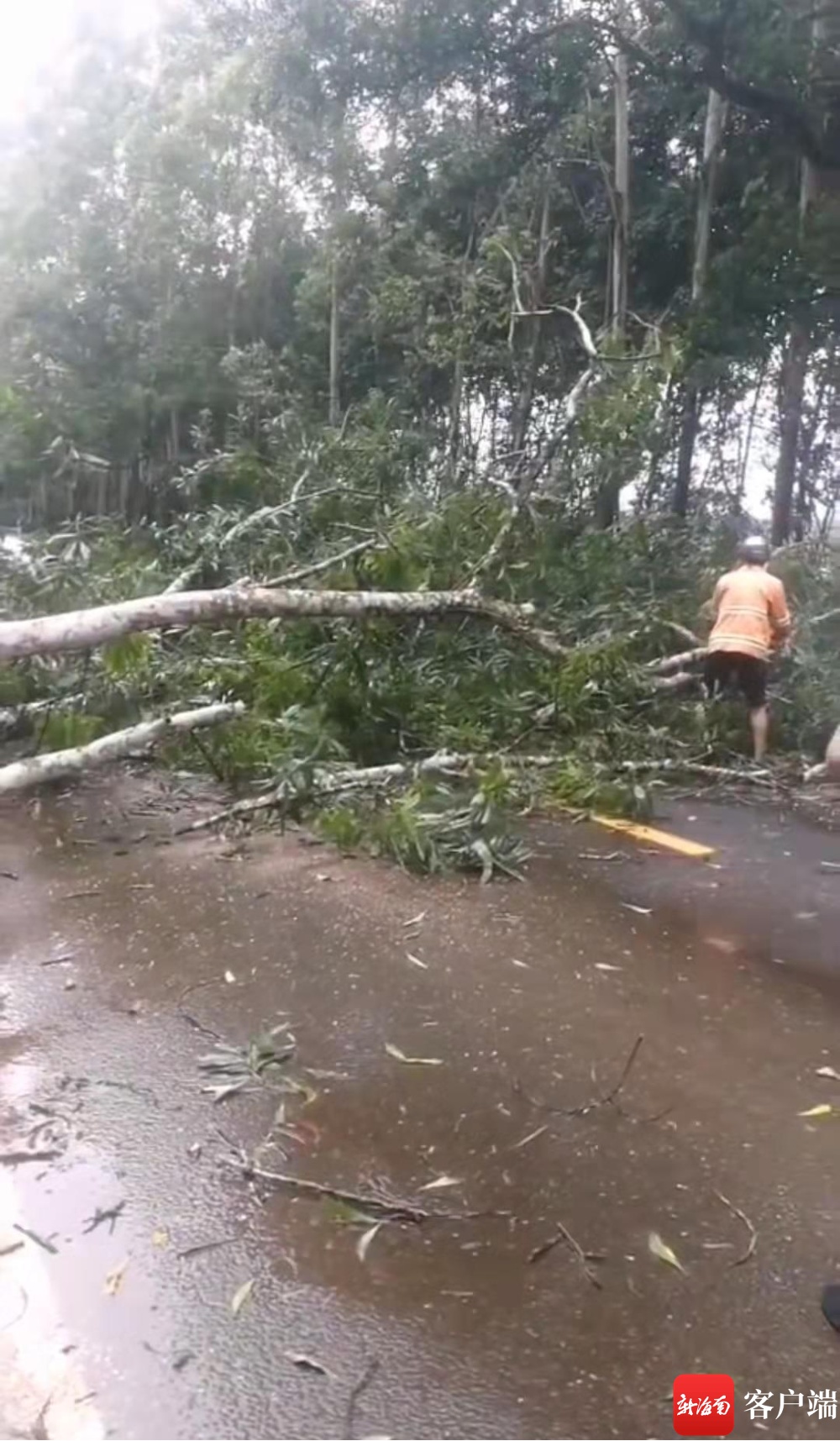 海南海榆西线路边树被刮倒 环卫和热心路人合力清理疏通道路