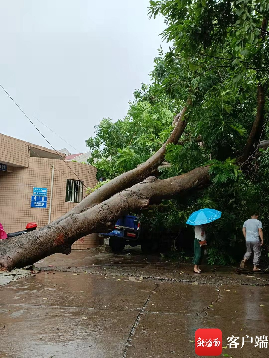 海口台风天一大树倒后压到民房 园林部门叫来两辆吊车冒雨处置