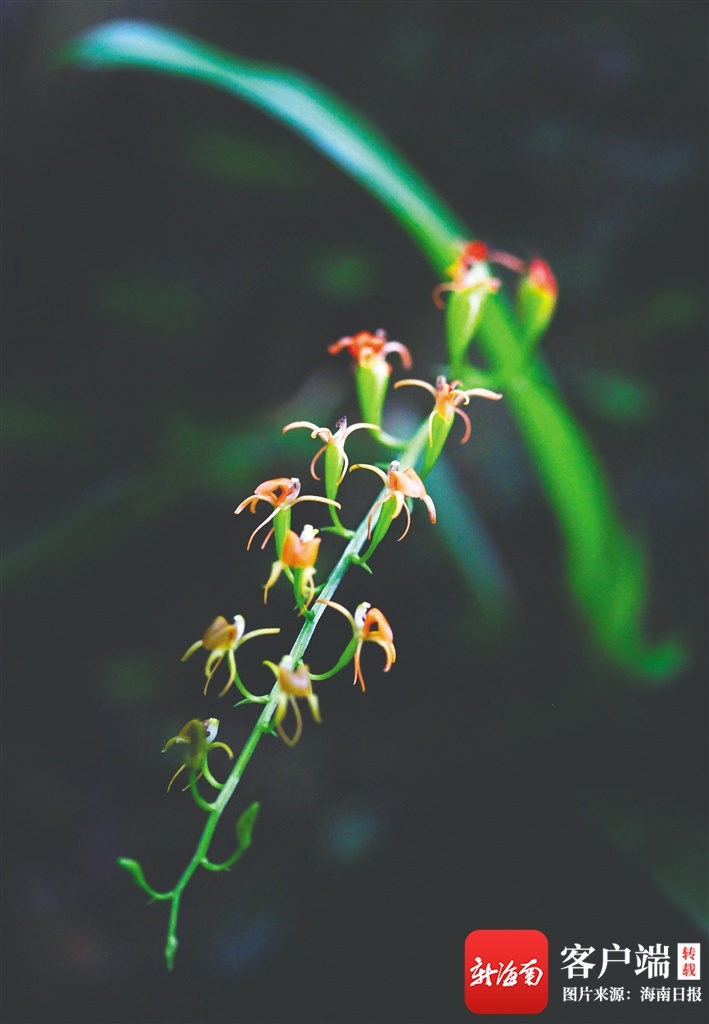 海南周刊 | 太美了！海南热带雨林里藏着这些姿态素雅的兰花……