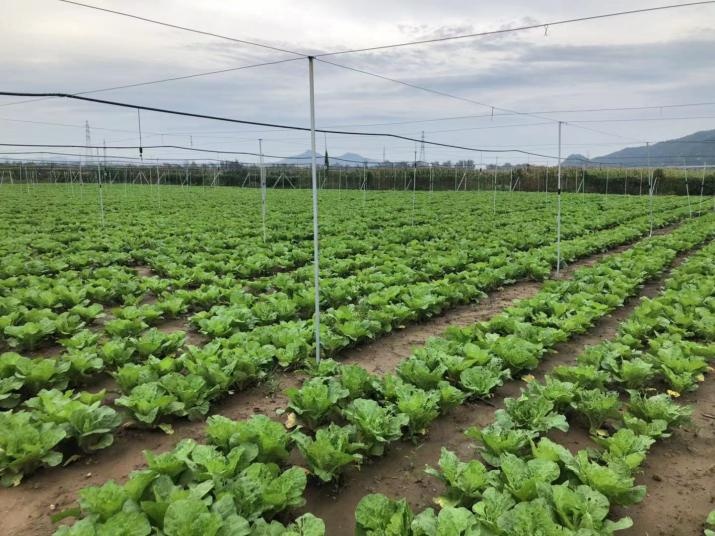寒露节气京郊蔬菜生产需要注意哪些问题