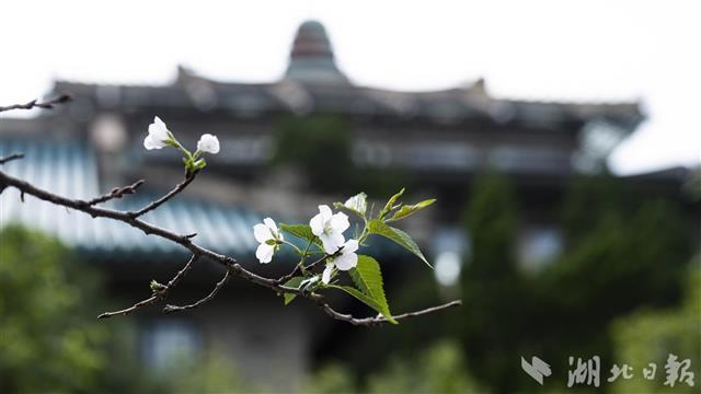 武汉大学樱花反季绽放