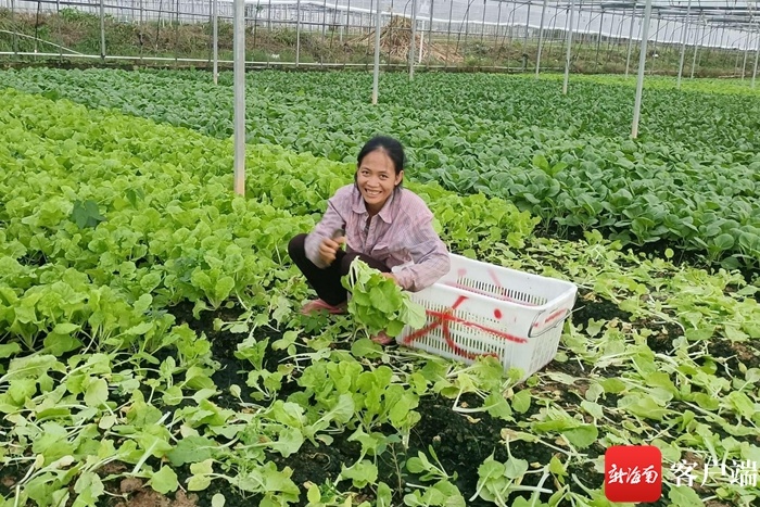 “菜篮子”供应充足 近400吨岛外蔬菜投放三亚市场