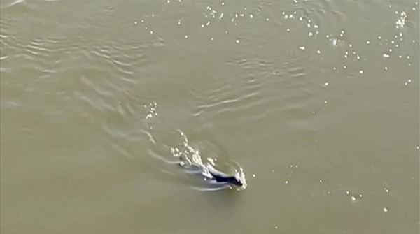吉林珲春：图们江中来了只海豹！