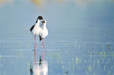北京密云区拥有20种国家I级保护鸟类