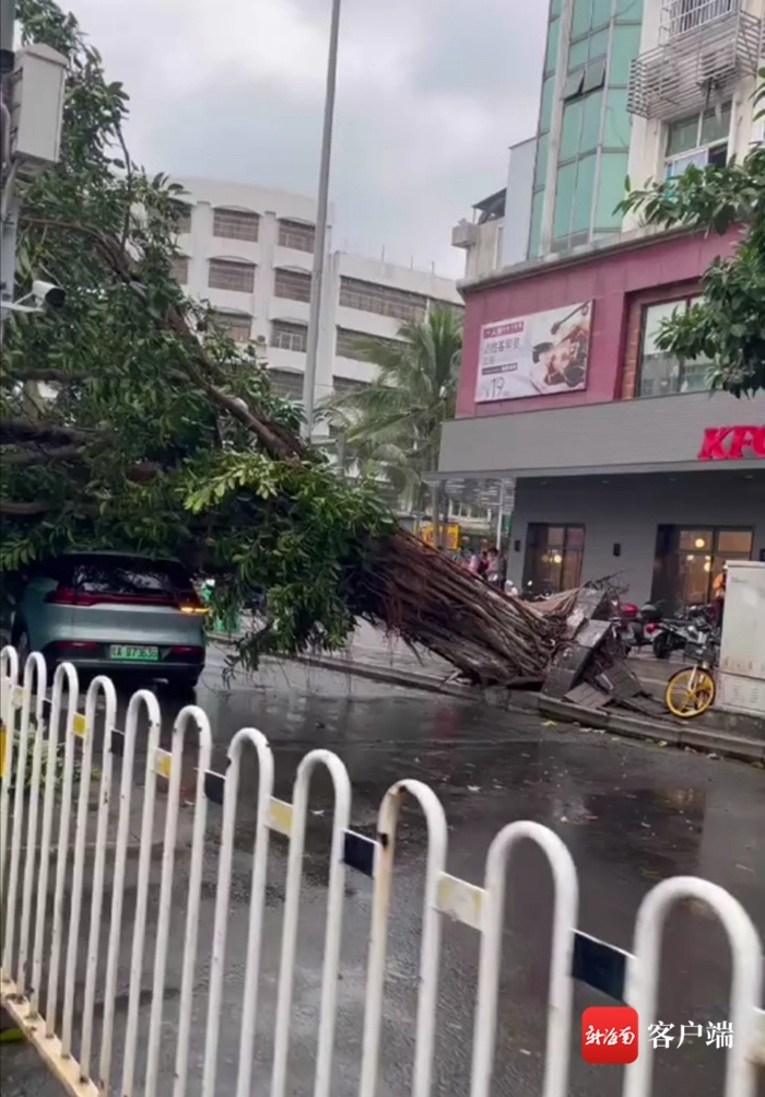 椰视频 | 海口人民大道一大树倒伏砸中过往汽车 幸无人员受伤