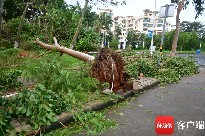 台风“圆规”来了 海口多处绿化树被连根吹倒