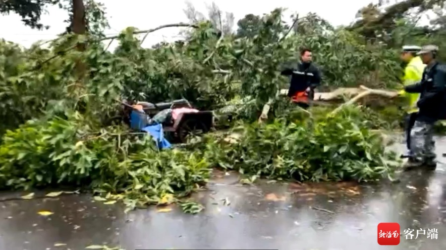 海口琼山区云龙镇一大树倒塌砸中三轮摩托车 造成一死一伤