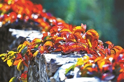 就近赏红不必“扎堆儿” 北京推出20处赏红秋景打卡地