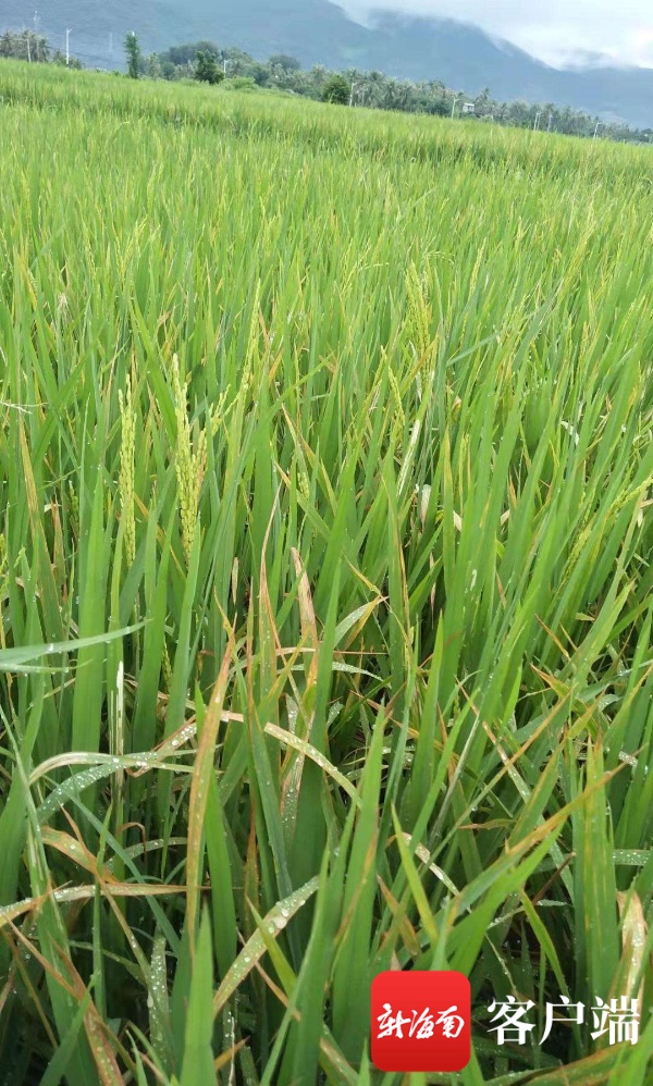台风过境  三亚正处孕穗至灌浆期水稻如何防涝防病防虫？