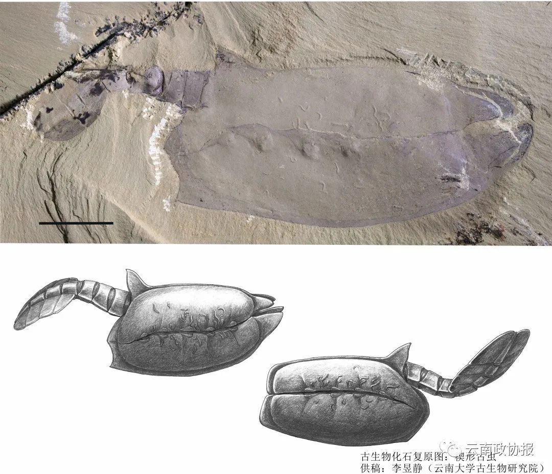 云南大学的科学家在澄江生物群化石中发现了内共生动物群居喇叭虫