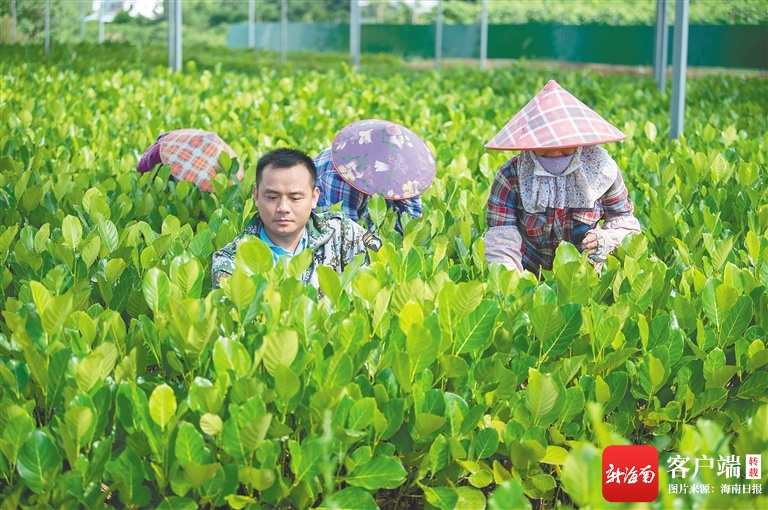 海垦龙江农场公司加快产学研协同发展，推动苗木产业转型升级