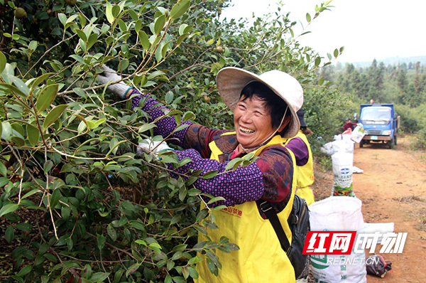 丰收的喜悦：永州宁远今年茶油产量或突破2.5万吨