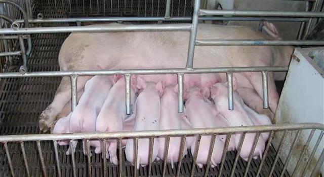 发放贷款近10亿 武汉农商银行“逆周期”支持生猪产业链